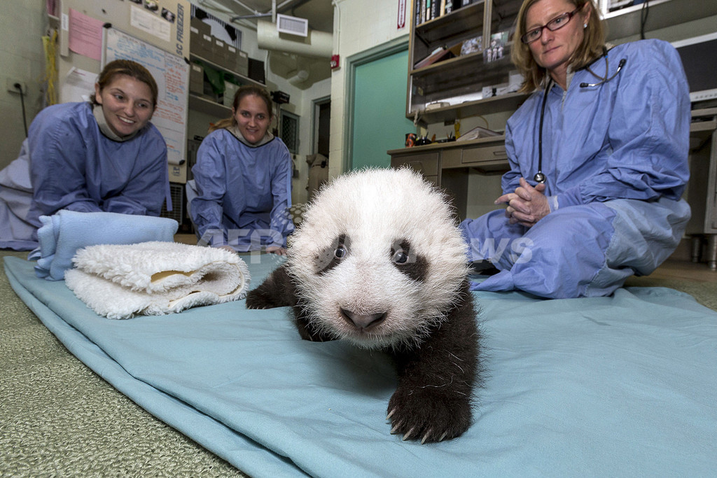 歩き始めた赤ちゃんパンダ、米サンディエゴ動物園 歩き始めた赤ちゃんパンダ、米サンディエゴ動物園