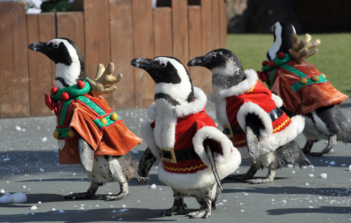 ペンギンさん、サンタの衣装でクリスマスをPR 写真8枚 国際ニュース