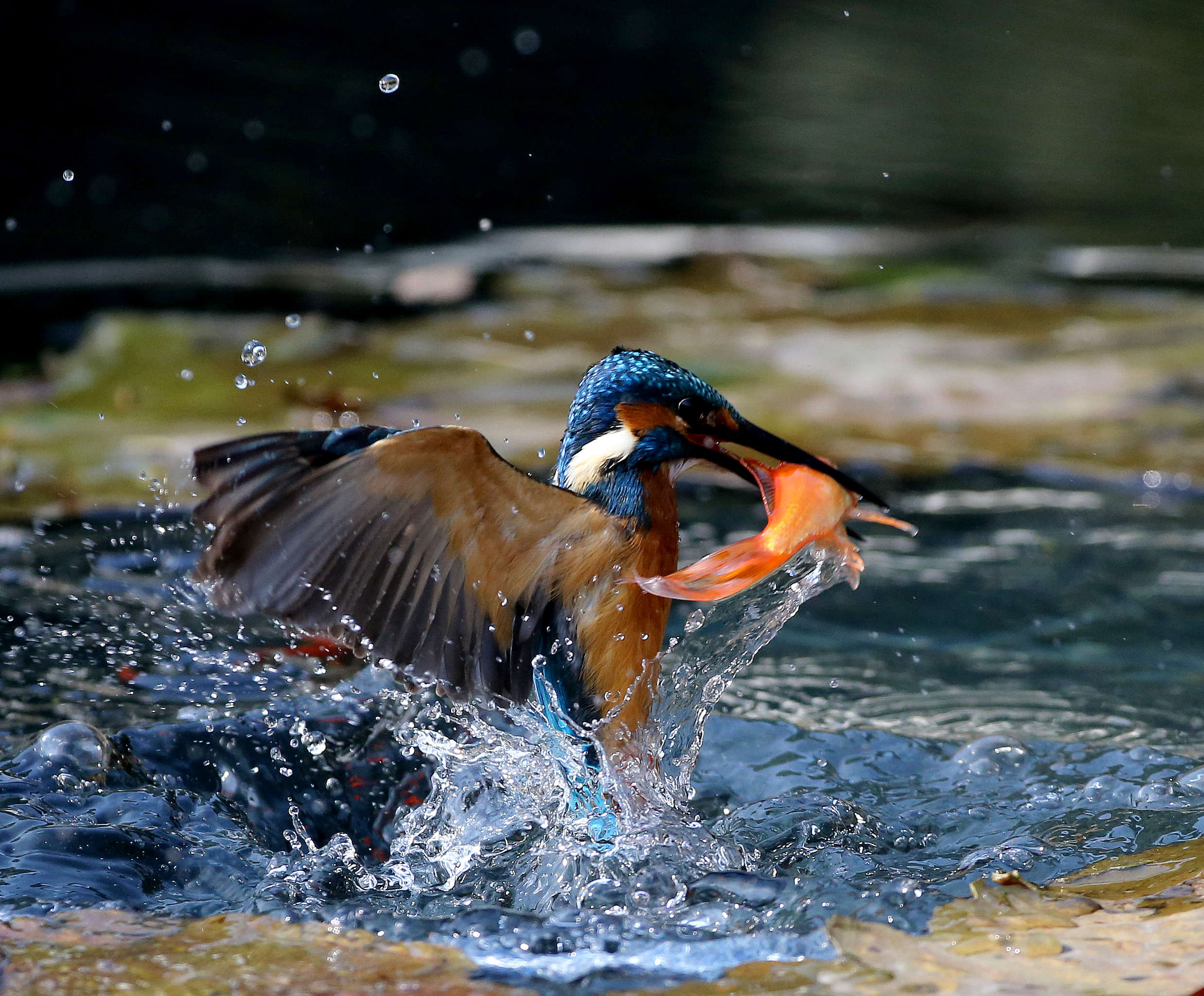 魚を採る | 魚を捕る 獲る – LHJN