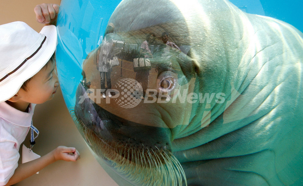 横浜 八景シーパラダイスで ふれあいラグーン が27日にオープン 写真8枚 国際ニュース Afpbb News