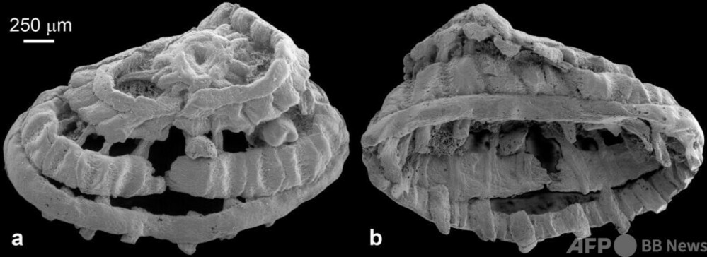 5億年余り前の動物の筋肉化石 古生物学者が発見 写真1枚 国際ニュース