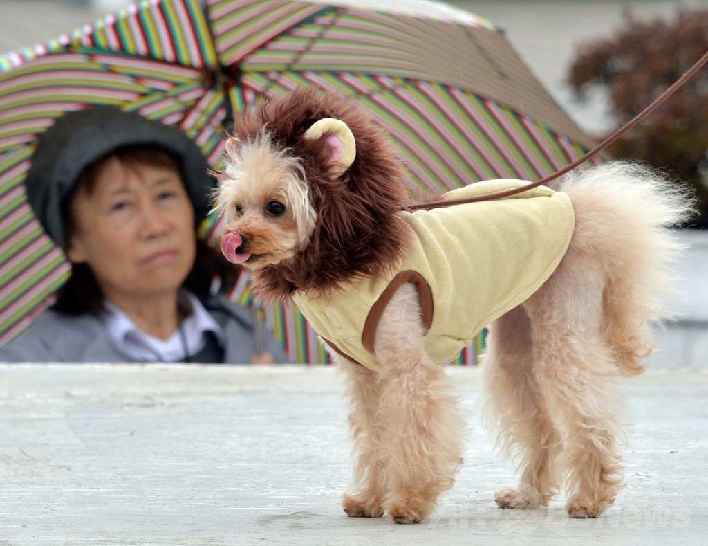 犬がライオンに変身！都内デパートで記念行事