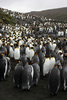 インド洋のクロゼ諸島・ポゼション島のオウサマペンギン（2007年7月1日撮影、資料写真）。(c)MARCEL MOCHET / AFP