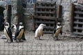 ポーランドのグダニスク動物園で飼育されているアルビノの赤ちゃんペンギン（中央、2019年3月22日撮影）。(c)Maciej KOSYCARZ / various sources / AFP