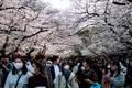 東京・上野公園を訪れた人々（2020年3月22日撮影、資料写真）。(c)Behrouz MEHRI / AFP