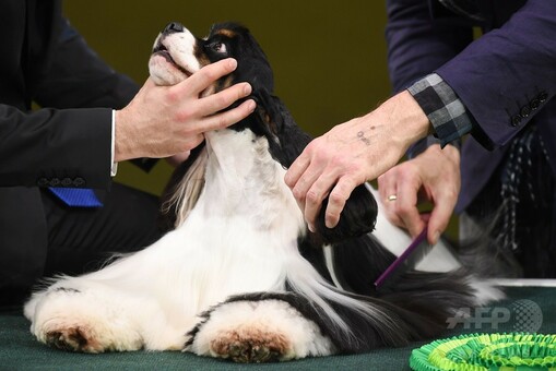 最高賞はアメリカン・コッカー・スパニエル、英ドッグショー「クラフツ