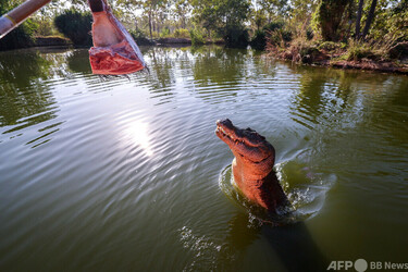 絶滅寸前から「ワニの楽園」に オーストラリアの保全活動 写真15枚