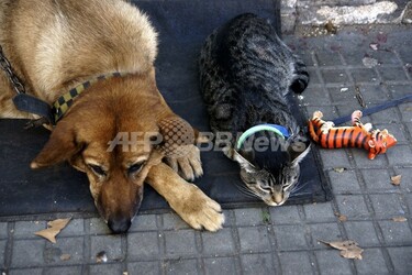 瀕死のネコ、イヌから輸血で命助かる ニュージーランド 写真1枚 国際