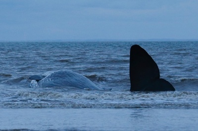 欧州でまたマッコウクジラ打ち上げられる 英、2週間で29頭目