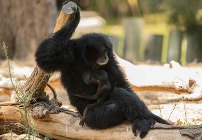 フクロテナガザルの赤ちゃん、2週間前に誕生？ 飼育員気付かず イスラエル