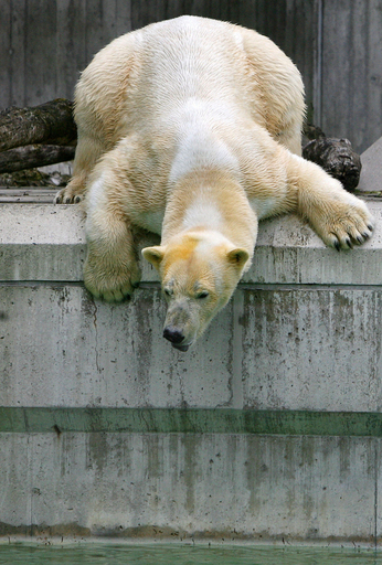 ホッキョクグマにイタリアから年下の恋人 - ドイツ