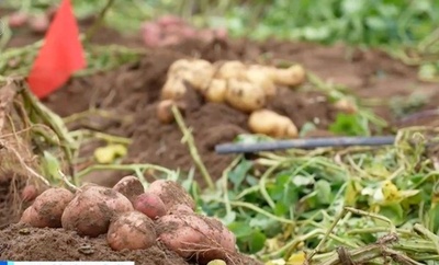 「宇宙ジャガイモ」 中国内蒙古で豊作を迎える