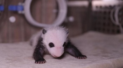 双子パンダの名前はB級グルメが由来、多様化する命名のルール