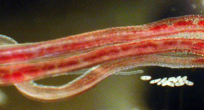 骨を食べる新種の海洋虫2種、南極海底で発見