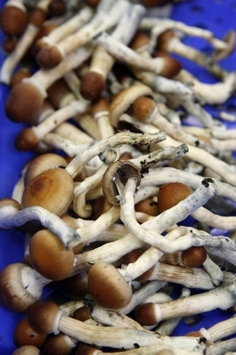 マジックマッシュルームに含有の「サイロシビン」、幸福感は数か月続くことも 米研究