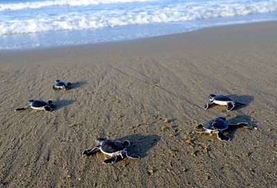 いざ海へ！生まればかりのウミガメの赤ちゃん、インドネシア