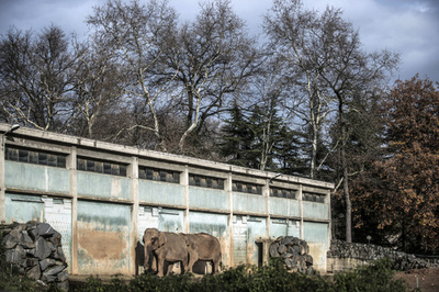 仏動物園のゾウ2頭、クリスマス「恩赦」で安楽死免れる