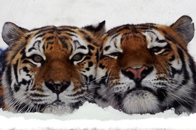 恋人？きょうだい？仲良しアムールトラ、露