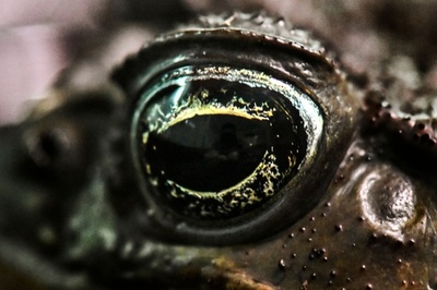 光る両生類、予想より多く存在か 米研究