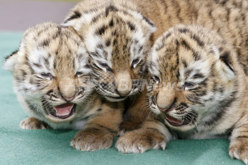 生後間もないシベリアトラの赤ちゃんを公開 ドイツの動物園 写真3枚 ファッション ニュースならmode Press Powered By Afpbb News 生後間もないシベリアトラの赤ちゃんを公開 ドイツの動物園 写真3枚 ファッション ニュースならmode Press Powered By Afpbb News