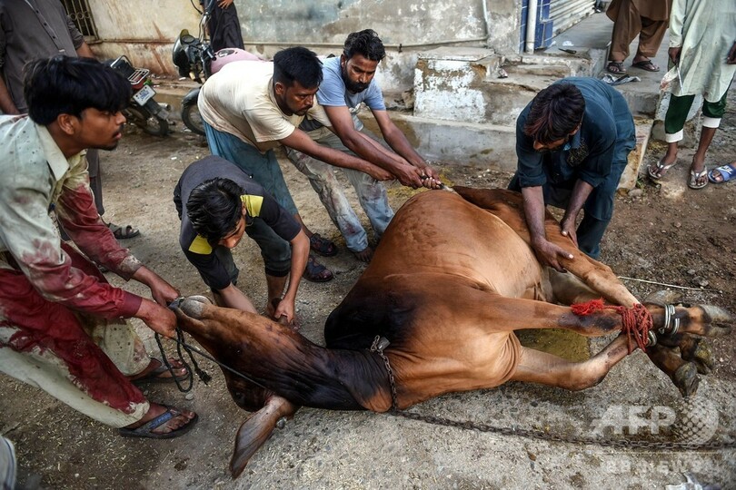 イスラム教の犠牲祭、いけにえにささげられる動物たち