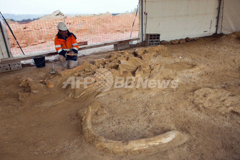 ほぼ完全なマンモスの骨格、仏パリ近郊で発掘