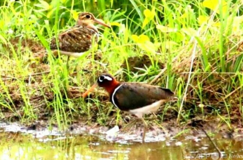 珍しい習性の水鳥タマシギ、中国の江西省南昌市に出現