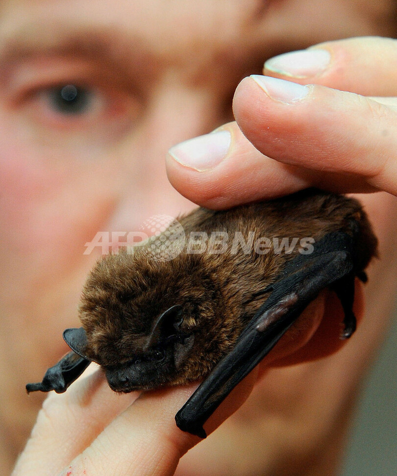 傷ついたコウモリを保護、回復を待ち野生へ ドイツ