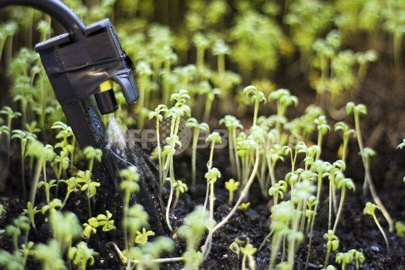 フェースブック上で「水やり」をされる植物、愛されすぎて2度死ぬ オーストラリア