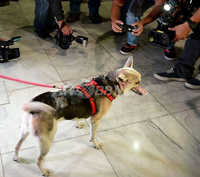 顔面失った英雄犬、治療終えフィリピンに帰国