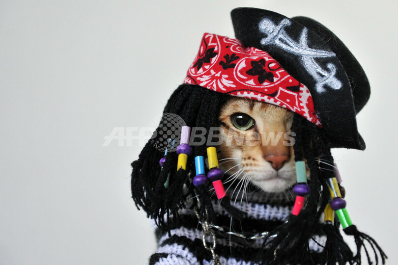 中央アジアの愛猫家たちが大集合！キルギスでネコの展示会