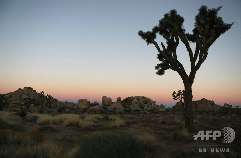 米カリフォルニアの ジョシュア ツリー 気候変動で今世紀中に絶滅か 研究 写真1枚 国際ニュース Afpbb News