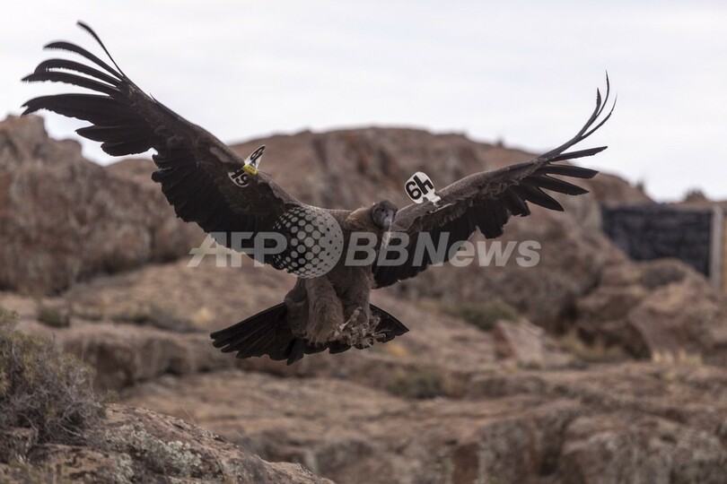 羽ばたけコンドル、空の王者復権への一歩になるか アルゼンチン