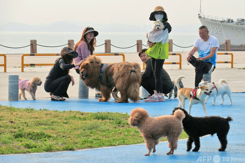 ペットを連れて旅行 中国の若者の新しいレジャースタイル