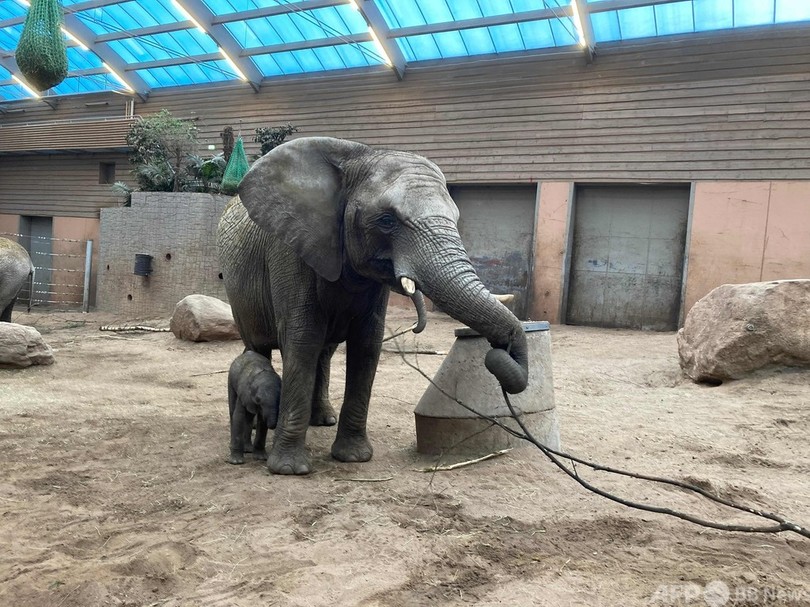 生後2週間のゾウ、家族に拒絶され死ぬ スウェーデンの動物園