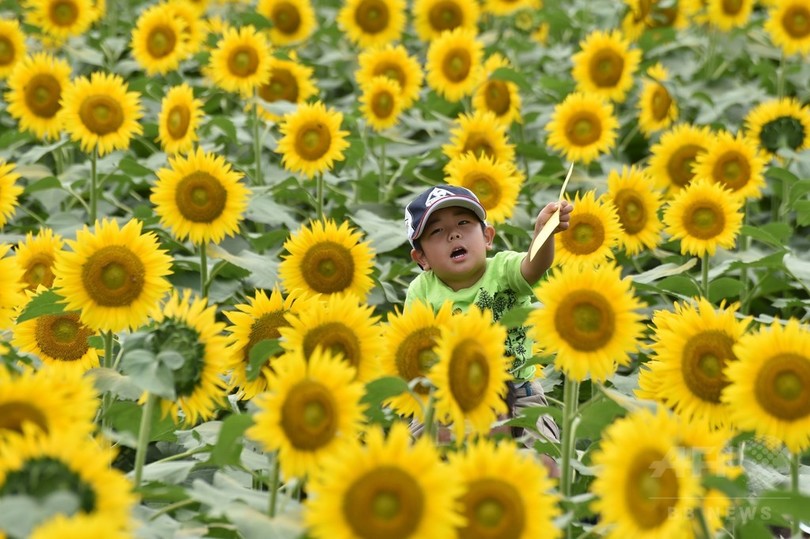 満開のヒマワリ万本 野木町 ひまわりフェスティバル 写真5枚 国際ニュース Afpbb News