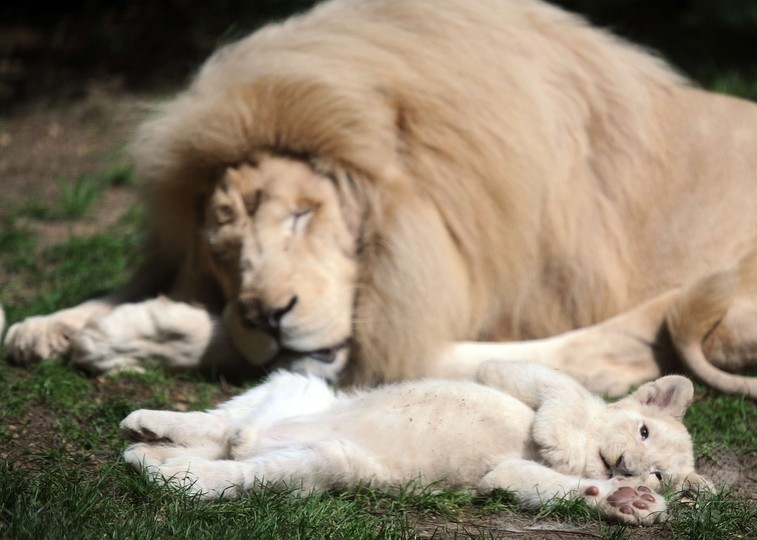くつろぎすぎ 一家だんらんのホワイトライオン 写真36枚 国際ニュース Afpbb News