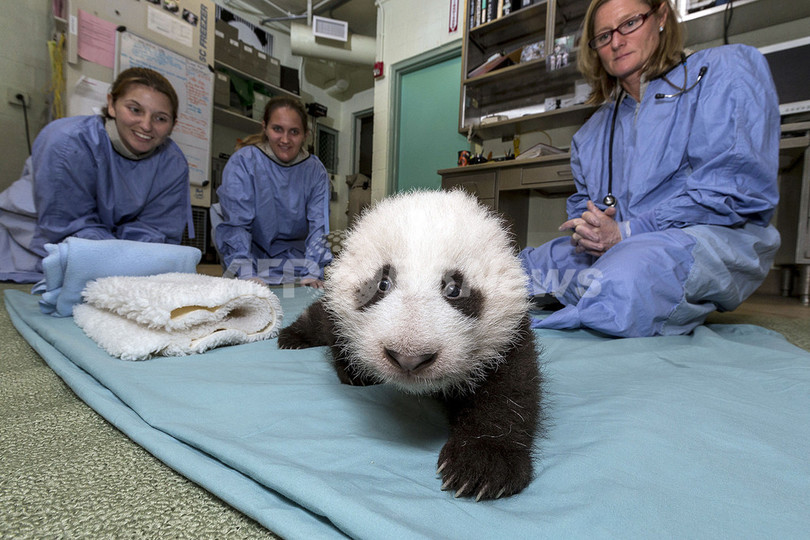 歩き始めた赤ちゃんパンダ、米サンディエゴ動物園 歩き始めた赤ちゃんパンダ、米サンディエゴ動物園
