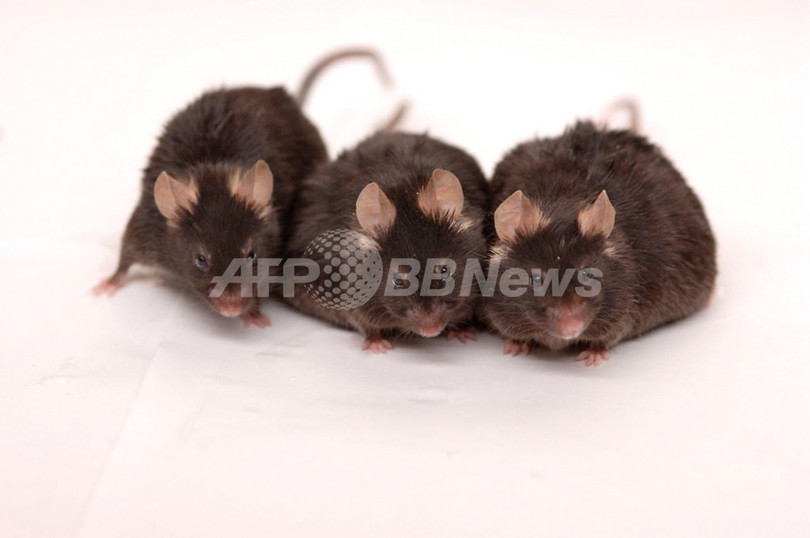 男性用避妊ピル開発に期待、マウス実験で効果 男性用避妊ピル開発に期待、マウス実験で効果