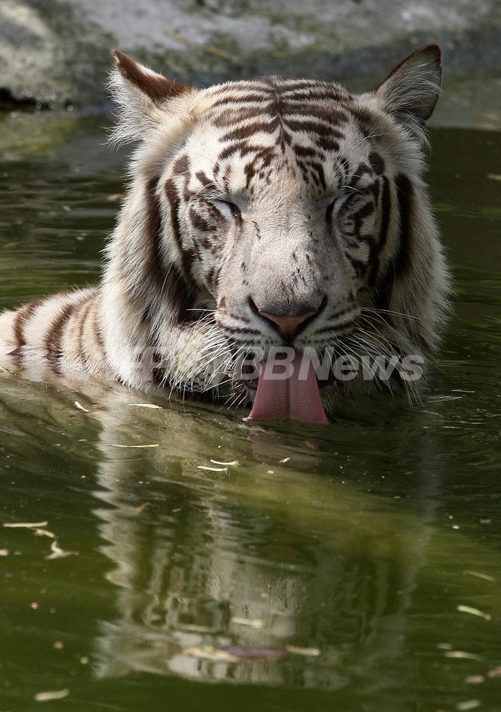 絶滅危惧種は100倍多い可能性も 米研究 写真1枚 国際ニュース Afpbb News