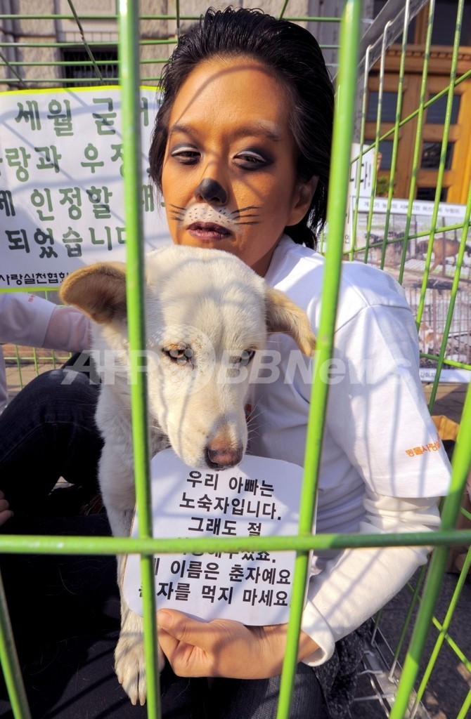 ソウル市、犬を食用家畜に分類する方針示す ソウル市、犬を食用家畜に分類する方針示す