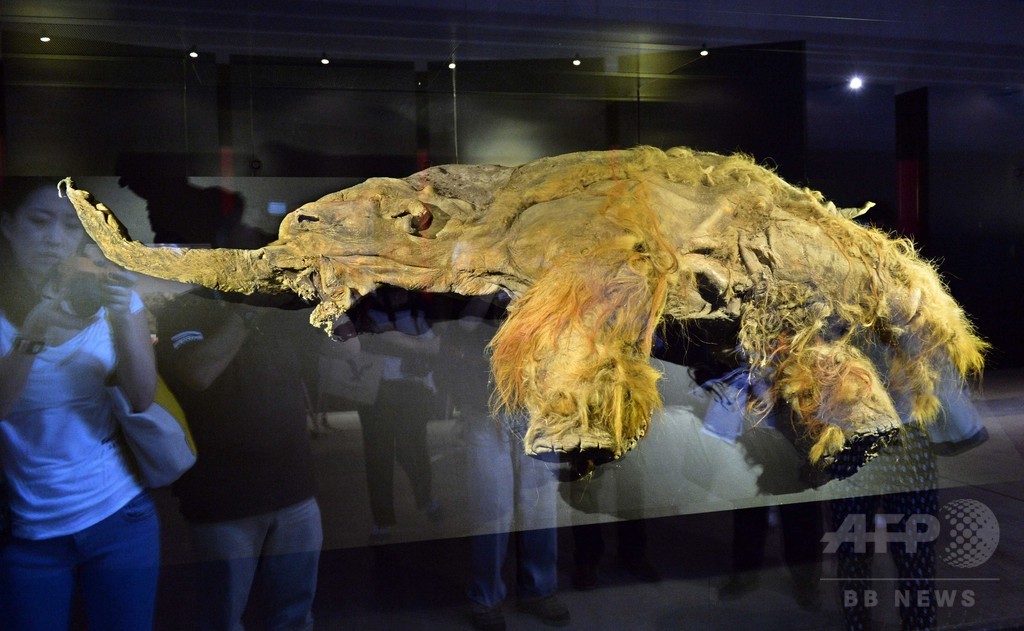 ケナガマンモス、遺伝子の「破綻」で絶滅か 米研究 ケナガマンモス、遺伝子の「破綻」で絶滅か 米研究