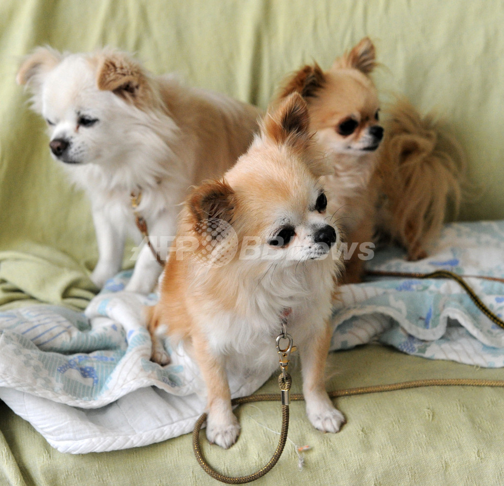 急げ、被災ペットと飼い主の救援 「ぼくたちも懸命に生きてます」