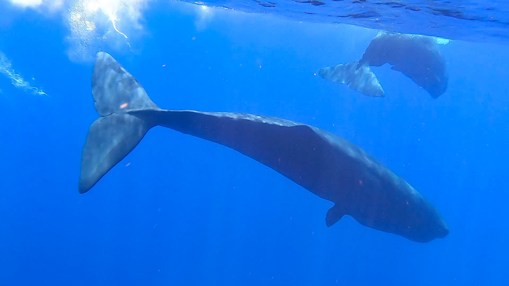 中国の南中国海で マッコウクジラなど鯨類１１種を確認 写真10枚 国際ニュース Afpbb News