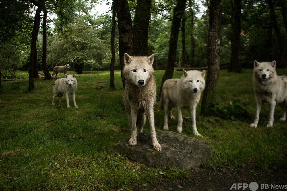 シベリアの古代のイヌ、人からもらって海洋生物を餌に 研究 写真1枚 国際ニュース：AFPBB News