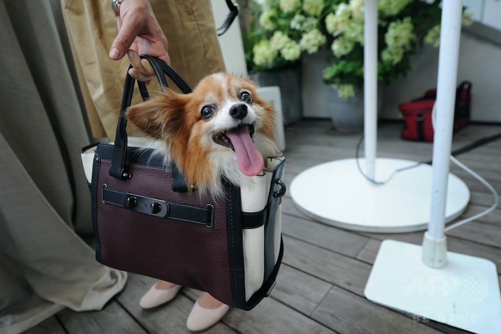 アリアナ・グランデの愛犬も登場！「コーチ」新キャンペーンイベント