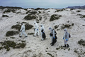 チリ中部コキンボ州のダマス島で、グアナイウの死骸を回収する農業牧畜庁の職員ら（2023年5月30日撮影）。(c)MARTIN BERNETTI / AFP
