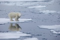 ノルウェー領スバルバル諸島に生息するホッキョクグマ。非営利団体ポーラー・ベアズ・インターナショナル提供（2013年撮影、2020年7月17日入手）。(c)AFP PHOTO / Polar Bears International / Kt MILLER