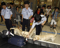 韓国・仁川国際空港（Incheon International Airport）の税関で捜査犬としてデビューしたクローン犬たち（2009年7月17日撮影）。(c)AFP/LEE HOON-KOO