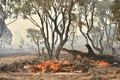 オーストラリアの首都キャンベラ近郊で起きた森林火災（2020年2月2日撮影、資料写真）。(c)PETER PARKS / AFP